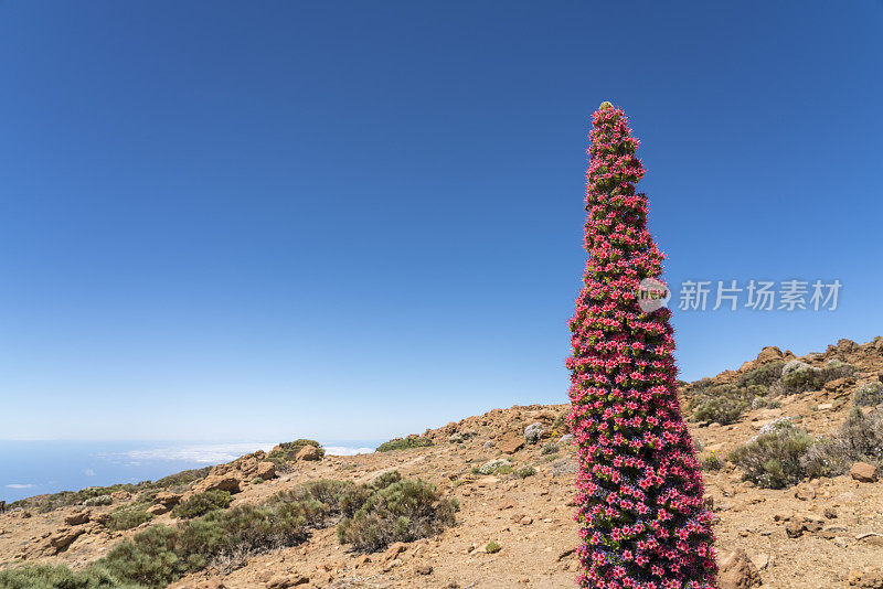 Tajinaste Red Tenerife， Echium Wildpretii